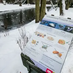 Zimowy park, zamarznięty staw, kaczki pływają. Tablica informuje, kiedy kaczki wracają do Polski i jak je dokarmiać.