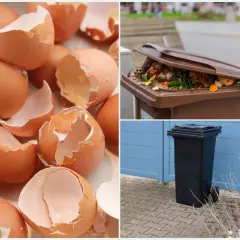 Skorupki po jajkach, resztki warzyw w brązowym koszu i czarny pojemnik na śmieci. Dowiedz się, gdzie wyrzucać skorupki po jajkach.