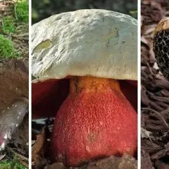 Grzyby jadalne - galeria zdjęć i opisów popularnych gatunków