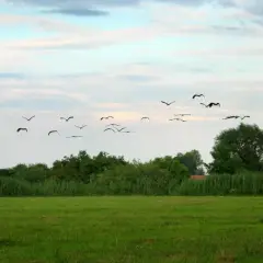 Stado ptaków, być może dzikie kaczki odlatują na zimę, przemierza niebo nad zieloną łąką i gęstym lasem.