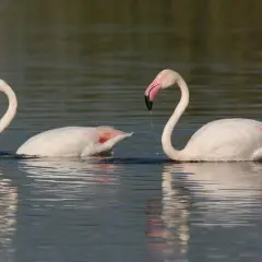 Dwa różowe flamingi pływają w wodzie. Ich pióra są białe z różowymi akcentami, a dziób zakrzywiony. To właśnie dieta decyduje, dlaczego flamingi są różowe.