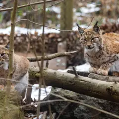 Dwa dzikie koty, żbik i ryś, siedzą na kamieniach w lesie.
