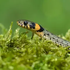 Zaskroniec z charakterystycznymi żółtymi plamami na karku, ukryty w mchu. Takie miejsca to idealne kryjówki, gdzie zimują zaskrońce.
