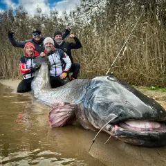 Czterech wędkarzy pozuje z gigantycznym sumem. Zastanawiasz się, ile żyje sum na wolności? Ten okaz z pewnością dożył sędziwego wieku!