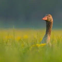 Gęś gęgawa w trawie, z kroplami rosy. Zastanawiasz się, ile waży gęś gęgawa?