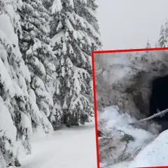 Zimowy las, zasypane śniegiem drzewa i wejście do jamy, gdzie zimuje niedźwiedź.