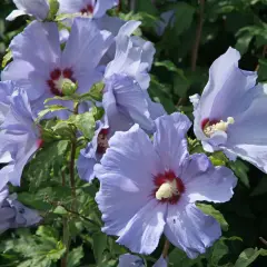Czy hibiskus zimuje w ogrodzie - skuteczne sposoby na zabezpieczenie rośliny