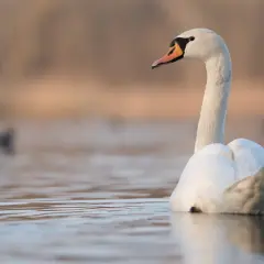 Piękny łabędź na spokojnej wodzie. Czy to znak, że łabędzie odlatują na zimę?