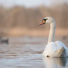 Łabędź na spokojnej wodzie, szukający miejsca, gdzie zimuja łabędzie. W tle rozmyte drzewa i inne ptaki.