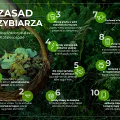 Koszyk pełen grzybów w lesie. 10 zasad grzybiarza: zbieraj dojrzałe, wykręcaj, nie niszcz, zachowaj ciszę, zabierz śmieci, korzystaj z atlasu i map.