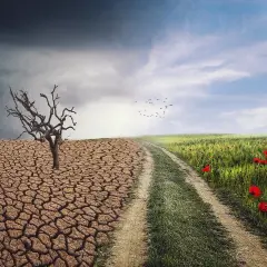 Kontrast między pustynią a kwitnącą łąką, ukazujący skutki ocieplenia klimatu.