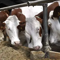 Trzy krowy w zagrodzie jedzące paszę.