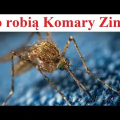 Jak zimują komary: poznaj fascynujące sekrety przetrwania tych owadów