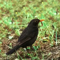 Czarna samica kosa z pomarańczowym dziobem, trzymająca w nim dżdżownicę. Ptak stoi na ziemi wśród zielonej trawy.