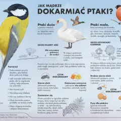 Ilustracja pokazuje, gdzie są gołębie zimą: w parkach, nad brzegiem rzeki, na trawniku. Podpowiada, jak mądrze dokarmiać ptaki.