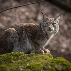 Ryś siedzi na omszałym kamieniu. Ile jest rysi w Polsce? Trudno powiedzieć, ale ten wygląda na samotnika.