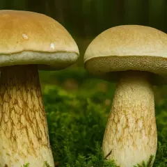 Dwa grzyby kozaki z jasnymi kapeluszami i grubymi, łuskowatymi trzonami rosną w mchu.