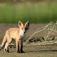 Młody lis, kiedy w Polsce lis jest pod ochroną, czujnie obserwuje otoczenie na piaszczystym terenie.
