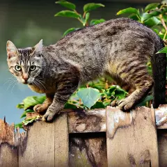 Pręgowany kot z zielonymi oczami wspina się po zniszczonym płocie, jakby eksplorował dzikie **koty w lesie**.