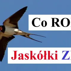 Poznaj fascynujące miejsca, gdzie zimują jaskółki i ich trasy migracji
