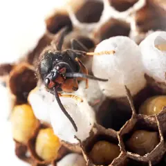 Osa w gnieździe, przygotowująca się do zimy. Widoczne larwy i kokony, które pomogą zrozumieć, jak zimują osy.