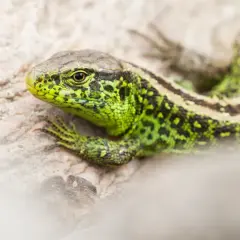 Zielona jaszczurka na kamieniu. W poszukiwaniu ciepła i schronienia, gdzie zimują jaszczurki, szuka przytulnego miejsca.