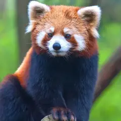 Mała panda, jedno z zagrożonych wyginięciem zwierząt, siedzi na gałęzi.