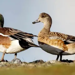Para kaczki na kamienistym brzegu. Samiec ma zieloną plamę na głowie. Ciekawe, ile lat żyją kaczki?