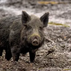 Dziki dzik w błocie. Dorosły osobnik może ważyć nawet 200 kg, co czyni go potężnym zwierzęciem.
