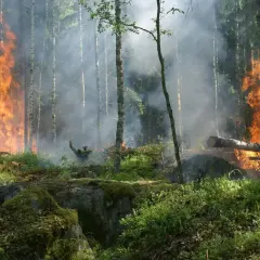 Las płonie, dym unosi się wśród drzew. To przerażające skutki zmian klimatu, które niszczą naszą planetę.
