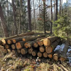 Stos ściętych pni drzew w lesie, niektóre z pomarańczowymi oznaczeniami. W tle widać inne drzewa, a na ziemi resztki śniegu i liści. To widok, który może budzić pytania o przyszłość drzew chronionych w Polsce.