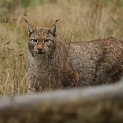 Rysie w Polsce, dzikie koty o charakterystycznych pędzelkach na uszach, czają się w trawach.