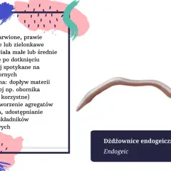 Dżdżownica endogeiczna, blada, zwijająca się po dotknięciu. Długość życia dżdżownicy zależy od gatunku i warunków.