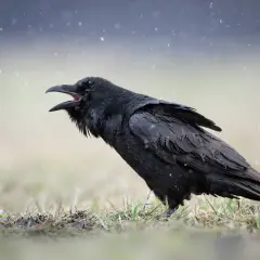 Czarny kruk z otwartym dziobem na tle padającego śniegu. Choć trudno zgadnąć, ile lat żyje kruk, ten wygląda na doświadczonego.