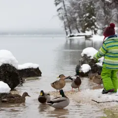 Dziecko w zielonym kombinezonie obserwuje kaczki nad zamarzniętym jeziorem. Czy kaczki wylatują na zimę?