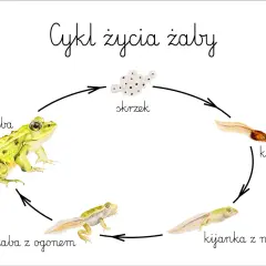Cykl życia żaby: od skrzeku, przez kijankę, kijankę z nogami, żabę z ogonem, aż do dorosłej żaby. Tak rozmnażają się żaby.