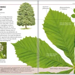 Kasztanowiec zwyczajny z ząbkowanymi liśćmi. Ilustracja pokazuje drzewo, jego liście i kwiaty.