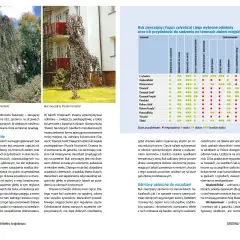 Dwa buki zwyczajne: odmiana 'Pendula' i 'Purple Fontaine' z tabelą odmian.