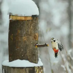 Dzięcioł z czerwonym podbrzuchem przylatuje do karmnika zrobionego z pnia drzewa, pokrytego śniegiem.