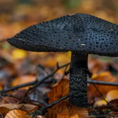 Czarny łepek - grzyb o charakterystycznym czarnym kapeluszu. Czy jadalny?