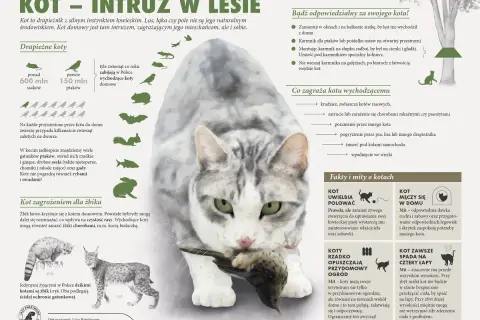 Kot domowy poluje na dzikie koty, ptaki i inne zwierzęta. W Polsce żyją żbik i ryś.