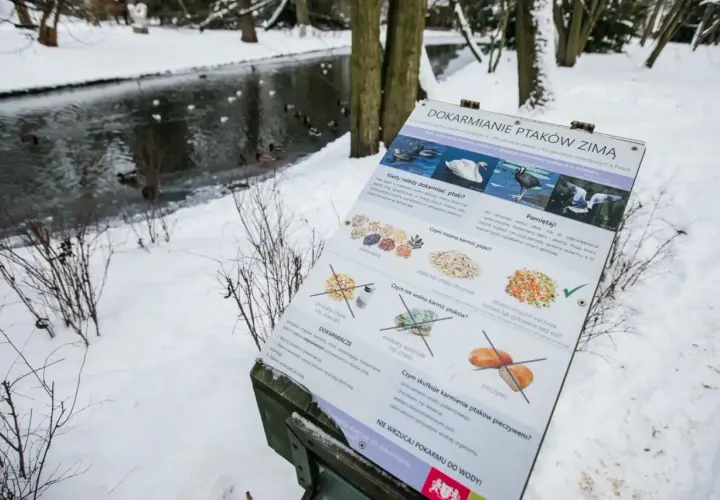 Zimowy park, zamarznięty staw, kaczki pływają. Tablica informuje, kiedy kaczki wracają do Polski i jak je dokarmiać.