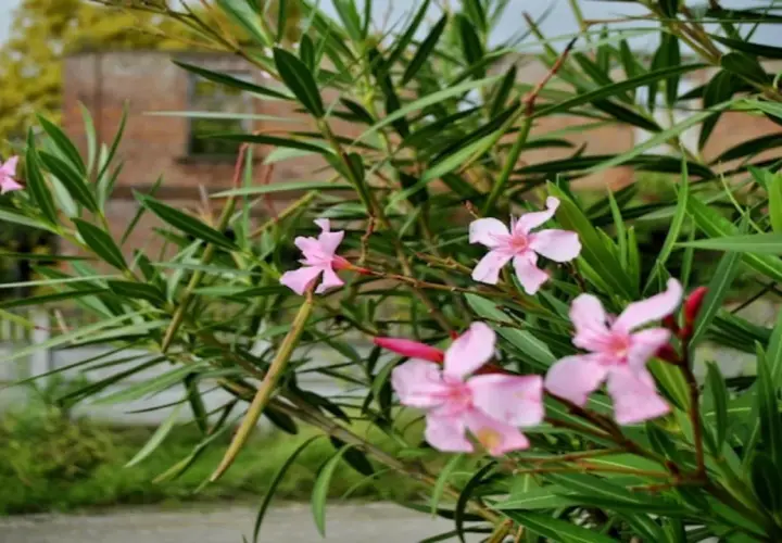 Czy oleander może zimować w ogrodzie - Poznaj skuteczne sposoby ochrony