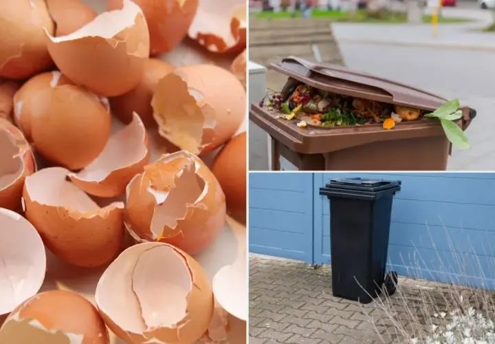 Skorupki po jajkach, resztki warzyw w brązowym koszu i czarny pojemnik na śmieci. Dowiedz się, gdzie wyrzucać skorupki po jajkach.