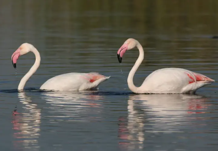 Dwa różowe flamingi pływają w wodzie. Ich pióra są białe z różowymi akcentami, a dziób zakrzywiony. To właśnie dieta decyduje, dlaczego flamingi są różowe.