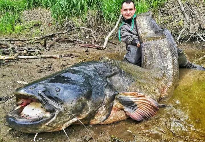 Wędkarz z ogromnym sumem. Zastanawiasz się, ile lat żyją sumy? Ten okaz z pewnością jest imponujący!