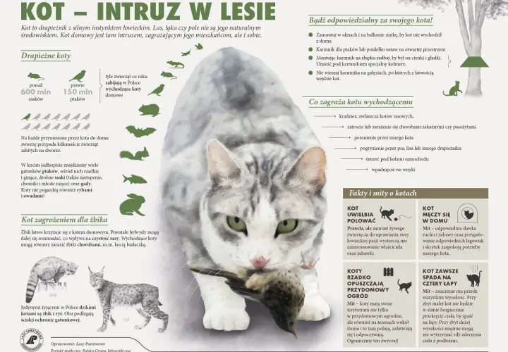 Kot domowy poluje na dzikie koty, ptaki i inne zwierzęta. W Polsce żyją żbik i ryś.