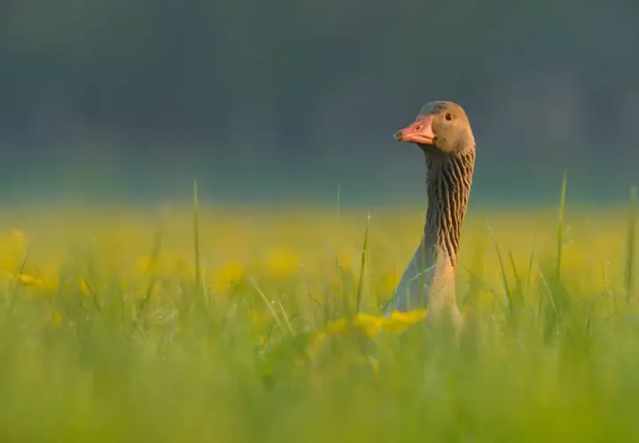 Gęś gęgawa w trawie, z kroplami rosy. Zastanawiasz się, ile waży gęś gęgawa?