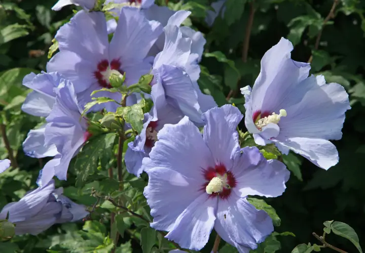 Czy hibiskus zimuje w ogrodzie - skuteczne sposoby na zabezpieczenie rośliny