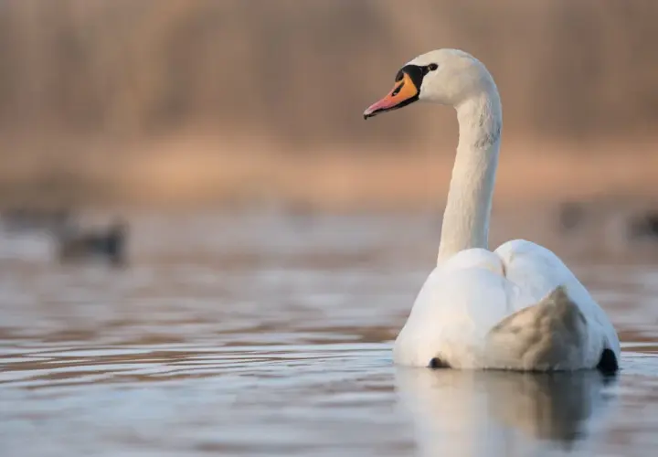 Piękny łabędź na spokojnej wodzie. Czy to znak, że łabędzie odlatują na zimę?